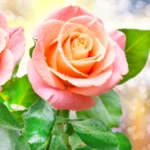 Logo of Rose Live Wallpaper android Application 